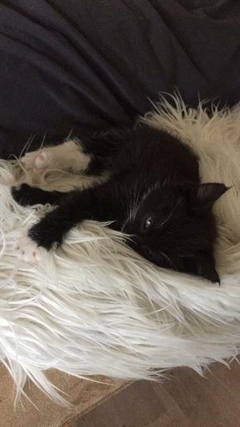 Killing på ca. 6-7 uger mangler plejefamilie