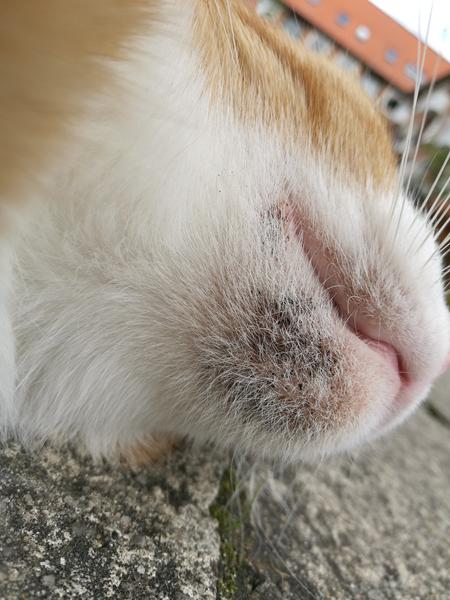 Kattebyld og katte acne