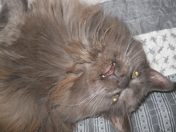 nybillede billeder af Simba