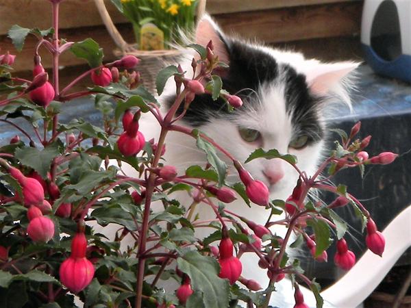 Konkurrence: "Blomster katte"