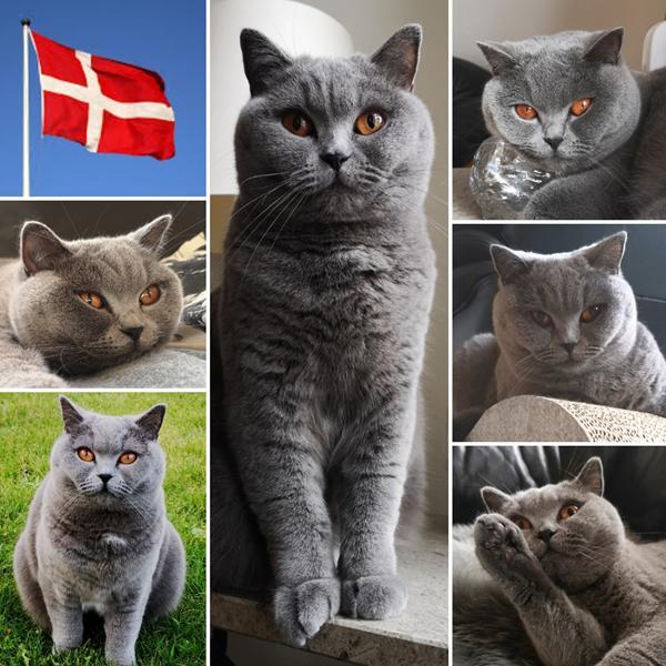 Fejrer I fødselsdag for jeres katte? 