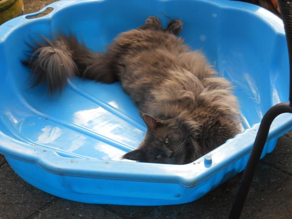 Kattene har fået sandkasse