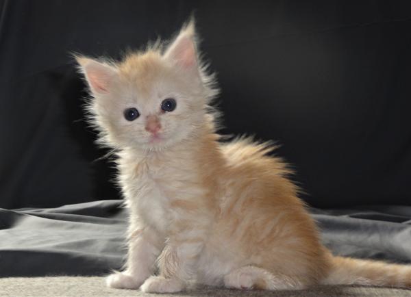Pippi.