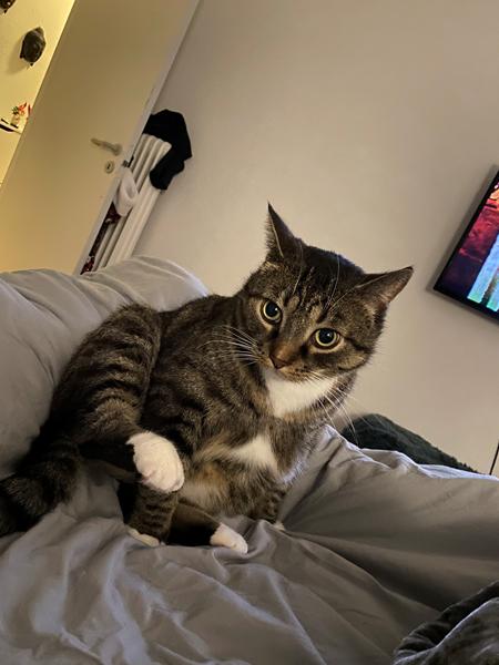 Indlagt på dyrehospitalet