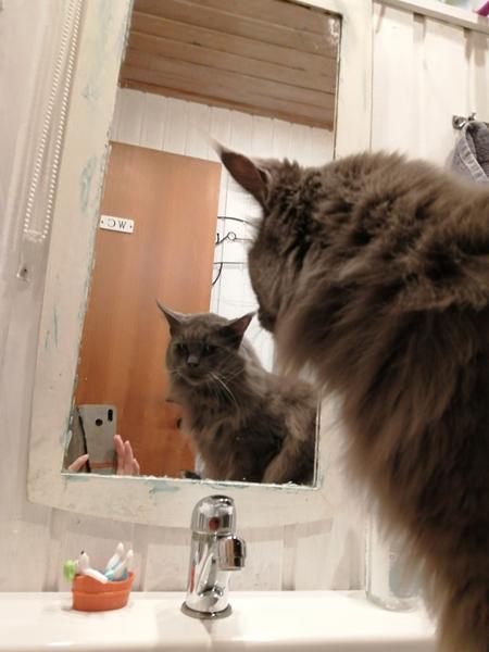 Nyt billed af selvglade  Simba