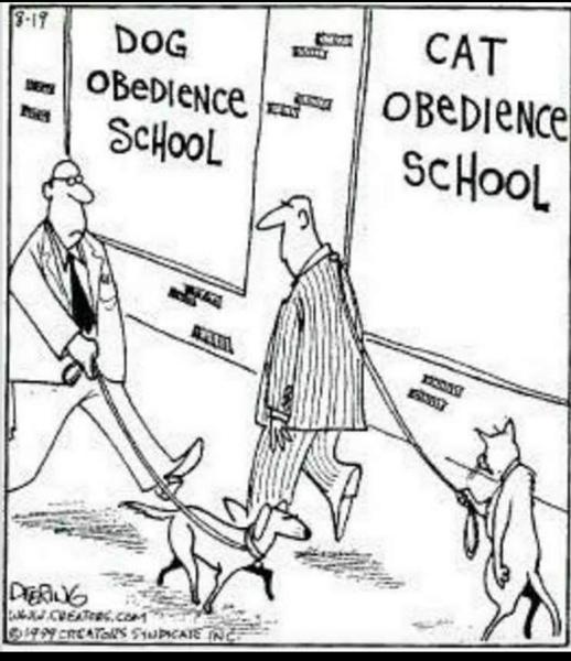 Humor