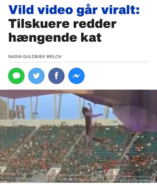 Kat blev reddet af tilskuerer på Miami Stadium
