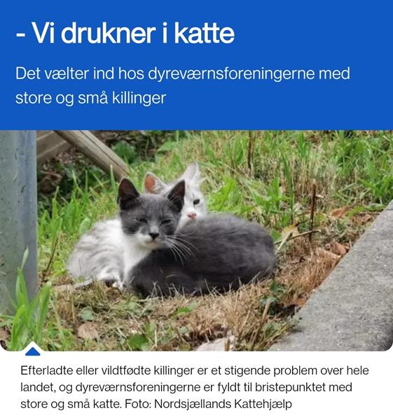 Katte savner nye hjem...