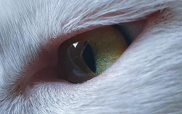 Konkurrence: Katteøje/øjne...