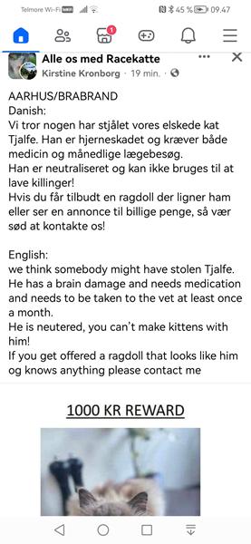 Ragdoll efterlyses - pas på