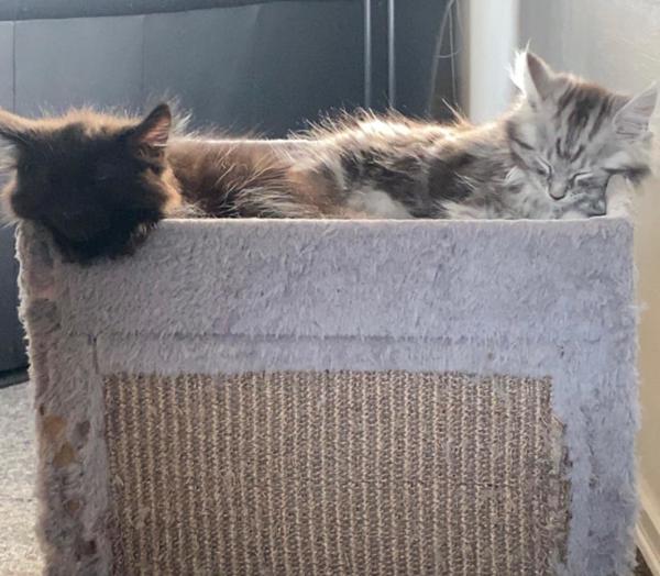 Madskåle 2 killinger/katte