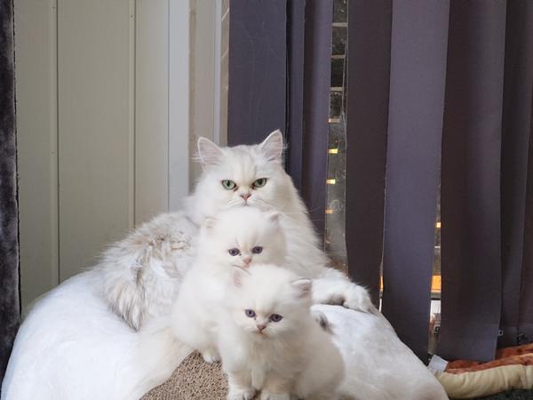 killing kan ikke spise normal mad - kun mælk fra morkat