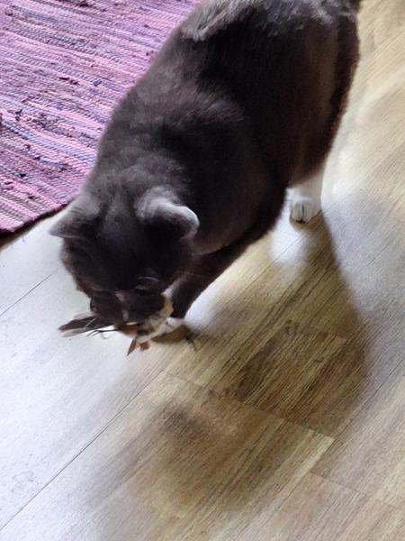 Sofa-løven slår til igen..