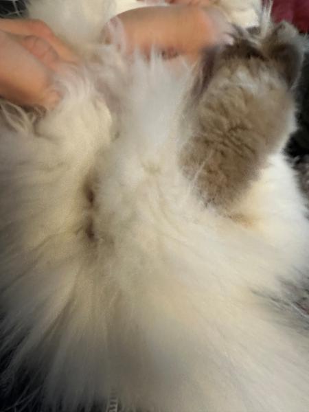 han eller hun killing ?