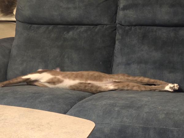 Ny billedtråd og løs snak om katte.