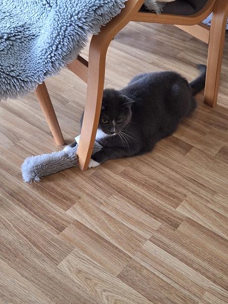Tillykke 