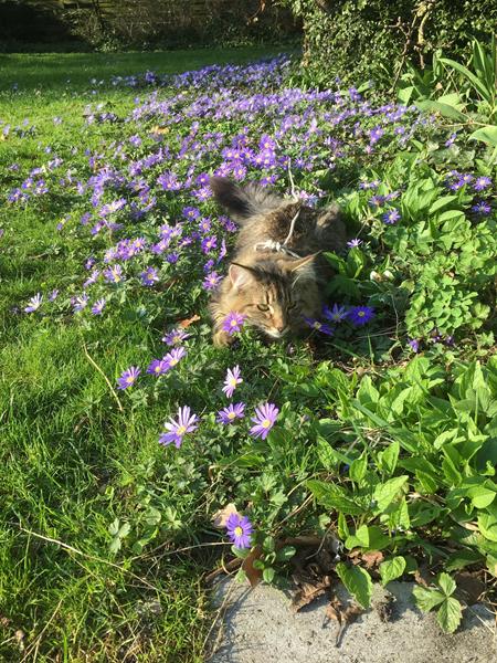 Konkurrence kat(te) med blomster / planter skrevet af musse h p n
