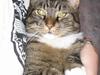 Blanding af racer / Maine Coon Tjalfe DØD [ Himmelkat]