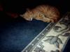 Blanding af racer Garfield