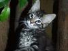 Maine Coon Steve Miller