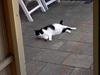 Huskat Skipper *R.I.P*