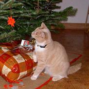 Blanding af racer Speedy