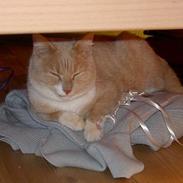 Blanding af racer Speedy