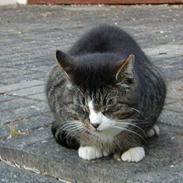 Blanding af racer Felix