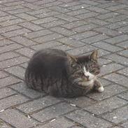 Blanding af racer Felix