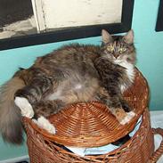 Blanding af racer tilde