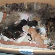 Blanding af racer tilde