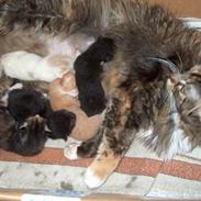 Blanding af racer tilde