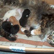 Blanding af racer tilde