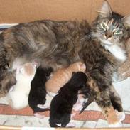 Blanding af racer tilde