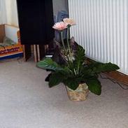 Blanding af racer Frosti