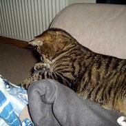 Blanding af racer Frosti