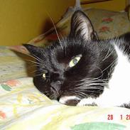 Blanding af racer Balu