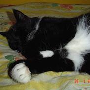 Blanding af racer Balu