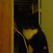 Blanding af racer Balu