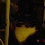 Blanding af racer Balu