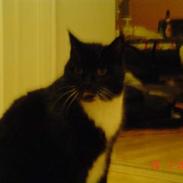 Blanding af racer Balu