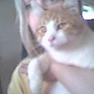 Blanding af racer Tornado