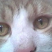 Blanding af racer Tornado