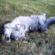 Maine Coon Shanti