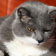 Blanding af racer Picasso