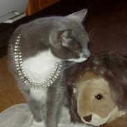 Blanding af racer Picasso