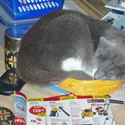 Blanding af racer Picasso