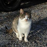 Blanding af racer Julie