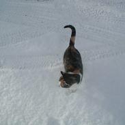 Blanding af racer Julie