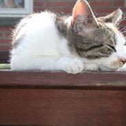 Blanding af racer Julie